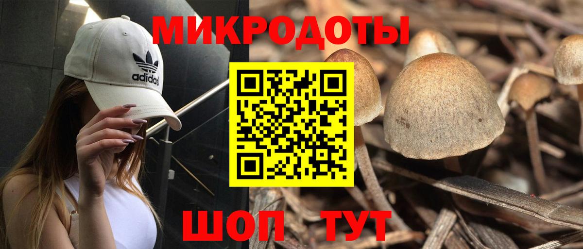 Будённовск  как найти наркотики  Вход с VPN  Псилоцибиновые грибы Psilocybe  Галлюциногенные грибы прущие грибы 